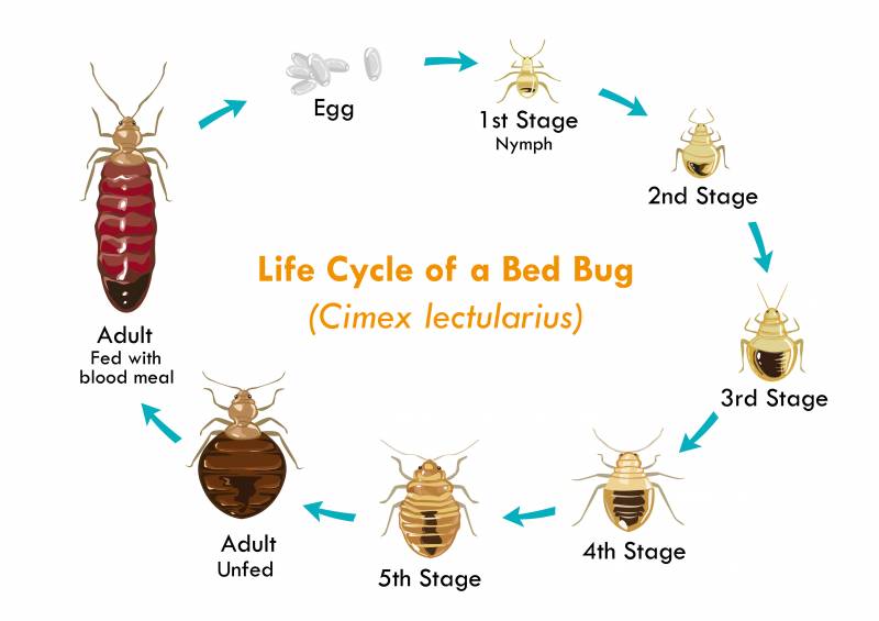 Tout savoir sur les punaises de lit et que faire en cas d'infestation